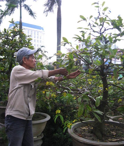 Aldea de albaricoque en la marisma de Tam Giang  - ảnh 2