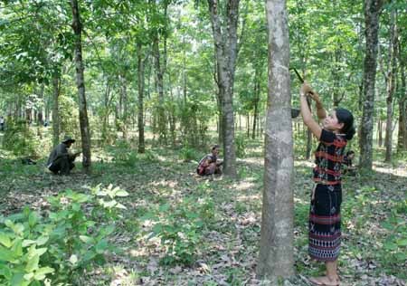 Avances de Vietnam en lucha contra hambre y pobreza en 2011 - ảnh 2