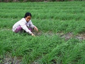 Inversión finlandesa contra el impacto del cambio climático en Quang Tri  - ảnh 1