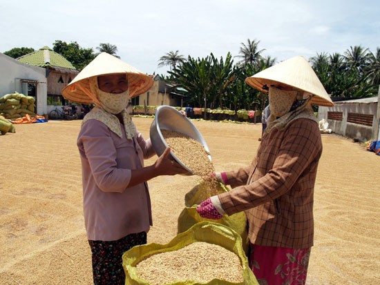 Los Cham en Phuoc Hau acometen tarea crucial  - ảnh 2