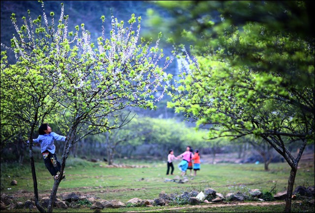 Moc Chau, destino atrayente para viajeros - ảnh 2