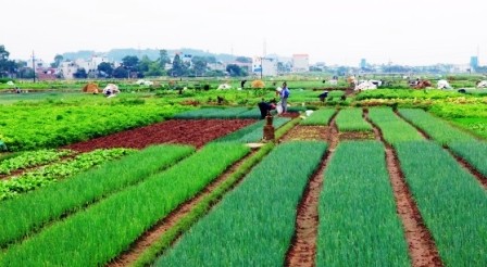 Fuerza motriz de desarrollo campestre vietnamita  - ảnh 2