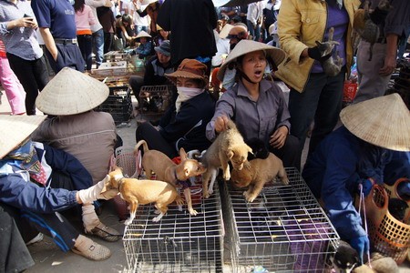 Feria rural en seno de ciudad  - ảnh 2