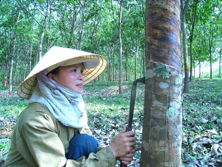 Cambios y mejoras en las tierras étnicas de Binh Phuoc - ảnh 2