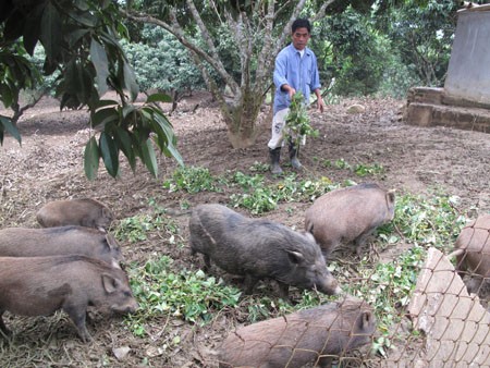 Bac Son supera dificultades para transformar campo - ảnh 2