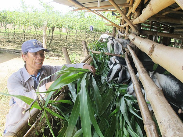 Ninh Thuan pone en alto la movilización popular en edificación rural - ảnh 2