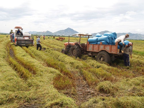 Ninh Thuan pone en alto la movilización popular en edificación rural - ảnh 1