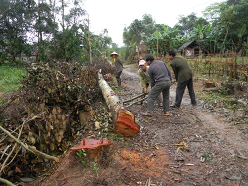 Provincia centro vietnamita de Quang Binh da valores a programa de nuevo campo - ảnh 2