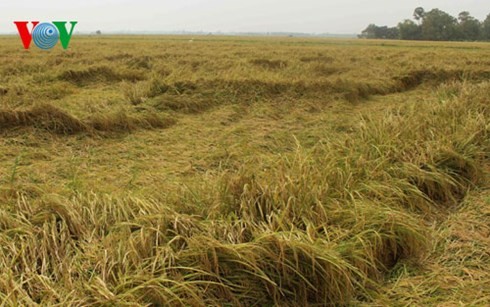 Ca Mau busca desarrollar su marca del arroz - ảnh 1