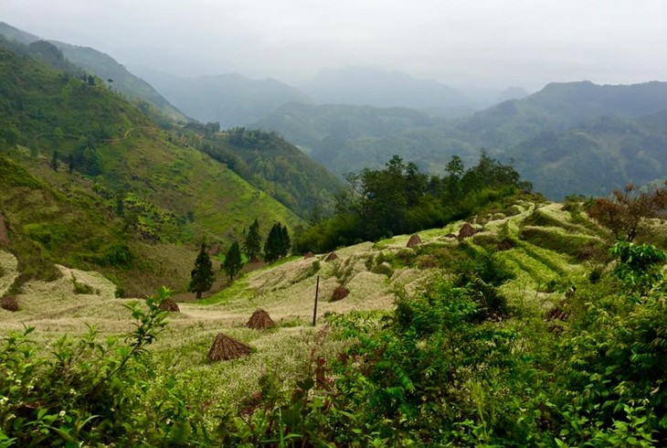 Vietnam fija como meta lograr un 42% la cubierta forestal para 2020 - ảnh 1