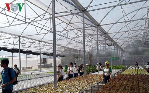 Lam Viet Hoa, una emprendedora ejemplar en agricultura hidropónica - ảnh 2