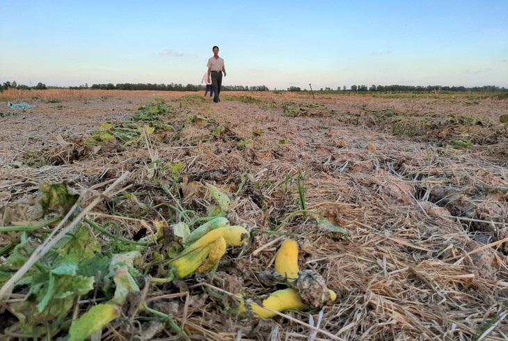 La sequía devasta la región meridional de Vietnam - ảnh 7