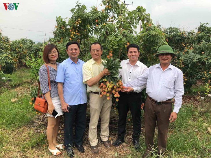 Llega a Japón el primer lote de lichi fresco de Vietnam - ảnh 1