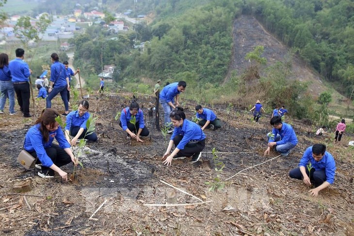 Vietnam plantará mil millones de árboles en el periodo 2021-2025  ​ - ảnh 1