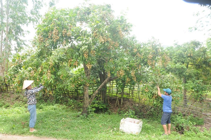 Llevan el longan vietnamita al mundo - ảnh 1