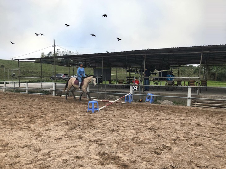 Hanoi Pony Club, un destino ideal para los amantes de los caballos - ảnh 3