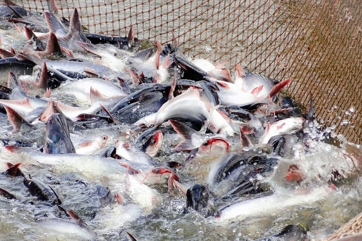 La exportación de pangasius vietnamita establecerá un fuerte crecimiento en el segundo trimestre - ảnh 1