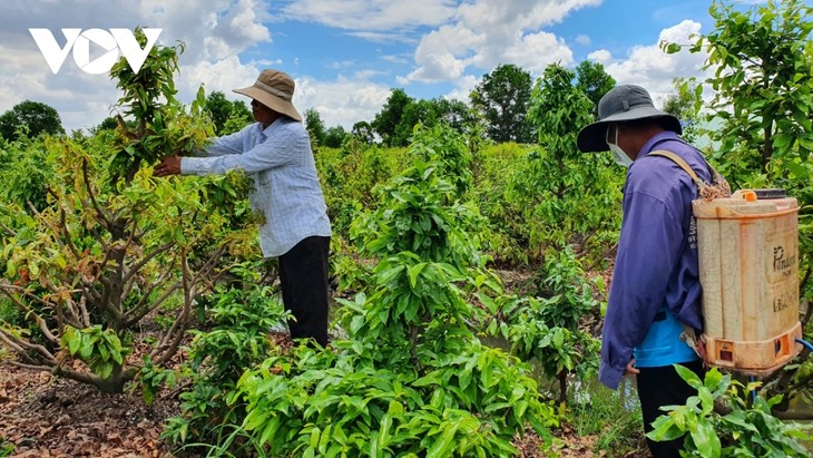 Distrito de Binh Chanh mantiene sus logros en la renovación rural - ảnh 1