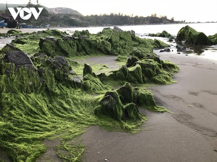 Descubren potencialidades turísticas en Hong Chinh - ảnh 1