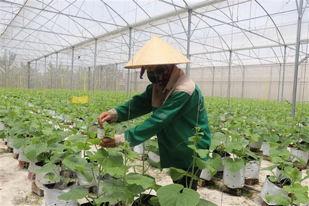 Celebran una conferencia internacional sobre la agricultura de alto rendimiento en Vietnam durante 2022 - ảnh 1