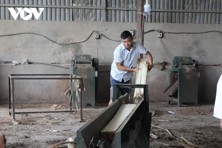 Habitantes del Muong La, Son La fomentan el cultivo de plátano manzano - ảnh 2