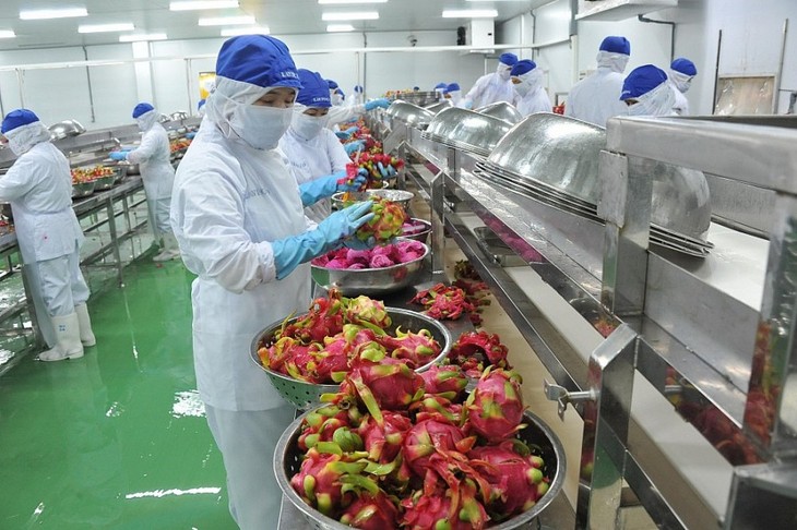 Aumentan exportaciones de frutas y verduras de Vietnam - ảnh 1