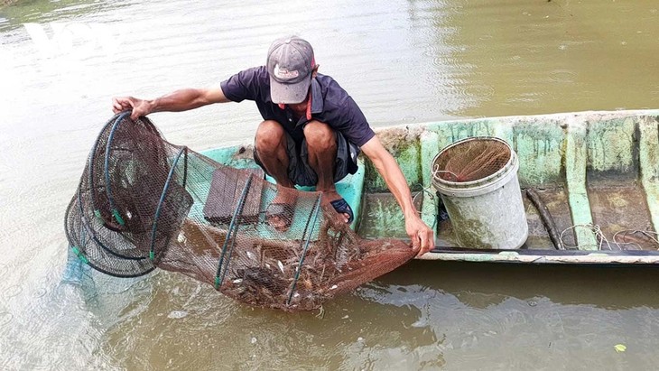 Aumentan exportaciones de camarones de Vietnam ante la creciente demanda de mercados importantes - ảnh 1