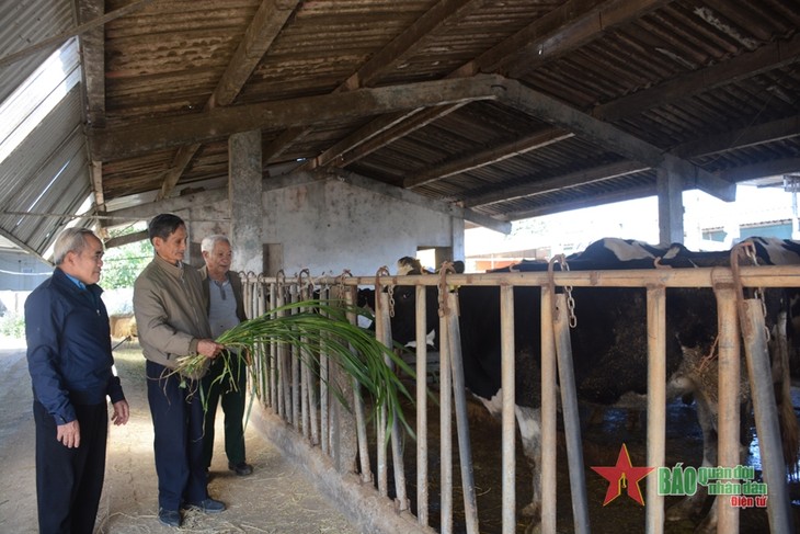 El legado de Cuba en las praderas de Moc Chau - ảnh 3