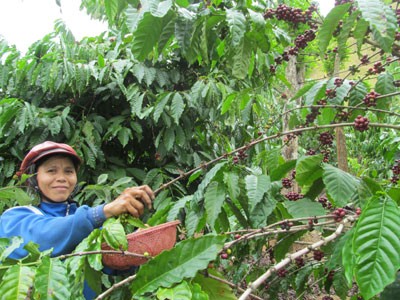 จังหวัด Khanh Hoa ขจัดความยากจนจากการปลูกพืช - ảnh 1