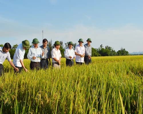 กลุ่มบริษัทหุ้นส่วนวัสดุการเกษตรเหงะอานกับกระบวนการสร้างสรรค์ชนบทใหม่ - ảnh 1