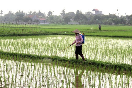 การสร้างสรรค์ชนบทใหม่ในตำบล ถุ่ยวัน จังหวัดท้ายบิ่ง - ảnh 2