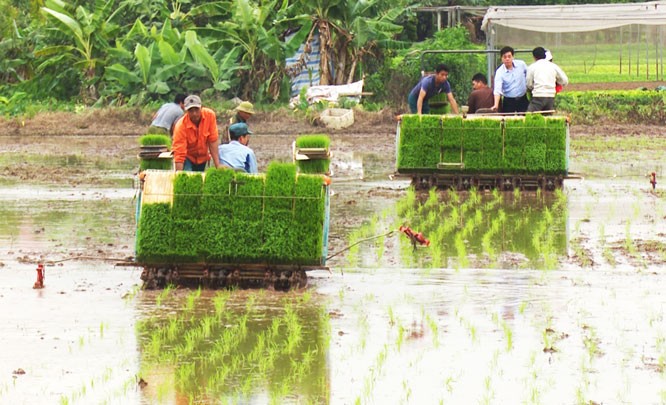 เกษตรกรในเขตชานเมืองกรุงฮานอยส่งเสริมการใช้เครื่องจักรกลในการผลิตเกษตร - ảnh 1