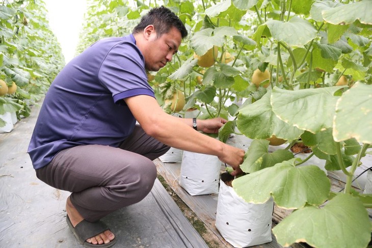 จังหวัดหายเยืองประยุกต์ใช้เทคโนโลยีขั้นสูงเพื่อพัฒนาการเกษตรอย่างยั่งยืน - ảnh 2