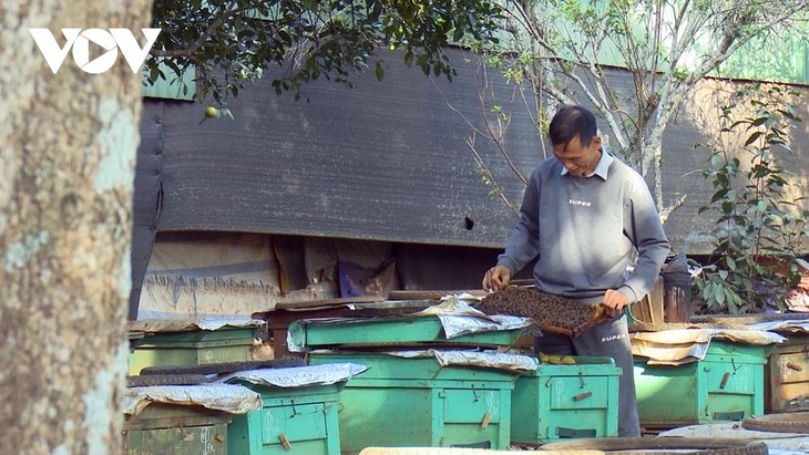 เกษตรกรตำบลฝงล้าย จังหวัดเซินลา สร้างเนื้อสร้างตัวจากการเลี้ยงผึ้งตามห่วงโซ่การเชื่อมโยง - ảnh 1