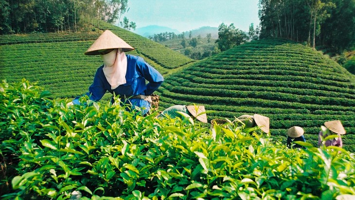 ท้ายเงวียนมุ่งมั่นพัฒนาการปลูกชาให้มีมูลค่าหลักพันล้านดอลลาร์สหรัฐ - ảnh 1
