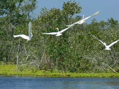 U Minh Thuong National park named ASEAN Heritage Park - ảnh 1