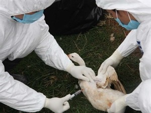 Urgent measures against H7N9 influenza - ảnh 1