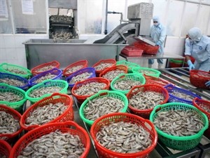 Common set of standards specified for ASEAN shrimp - ảnh 1