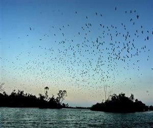 Chi Lăng Nam stork island in Hải Dương province - ảnh 1