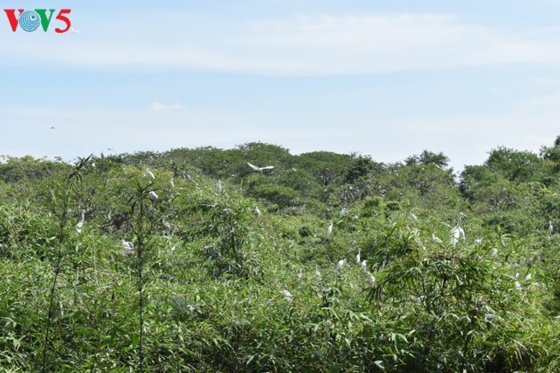 Bằng Lăng stork garden in Cần Thơ province - ảnh 1