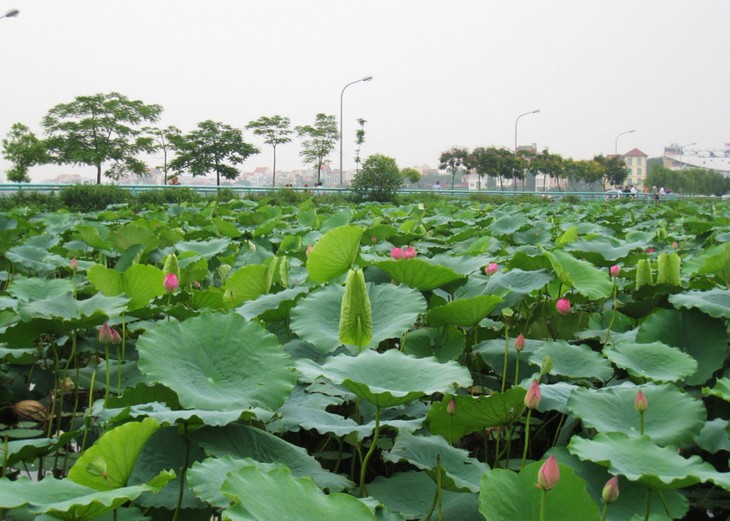 West Lake – The biggest lake in Hanoi - ảnh 3