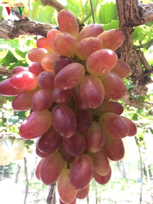 Ninh Thuan Grape and Wine Festival 2019 - ảnh 2