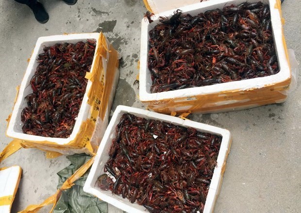 Vietnam intensifies control of invasive alien species - ảnh 1