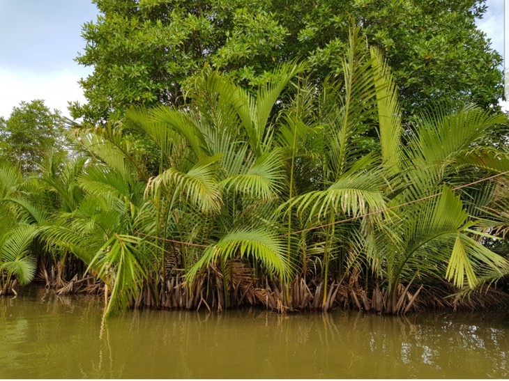 Thi Tuong lagoon – a major tourist attraction in Ca Mau province - ảnh 2