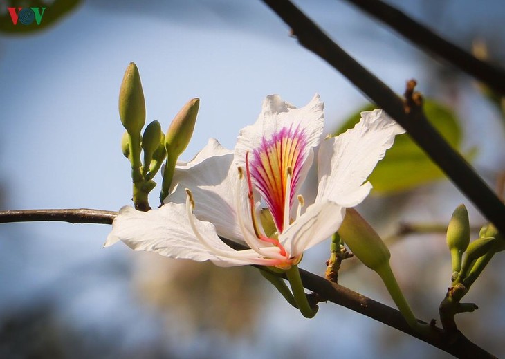 Ban – signature flower of Vietnam’s northwestern mountain region - ảnh 1