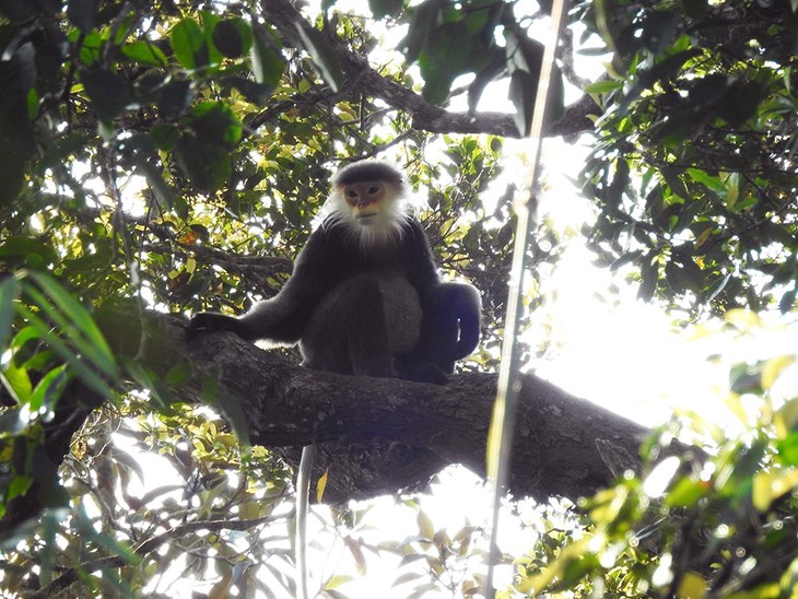 Biodiversity treasure discovered in Kon Tum - ảnh 1