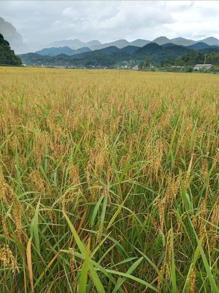 Sticky rice, a specialty of Muong Va commune, Son La province - ảnh 2