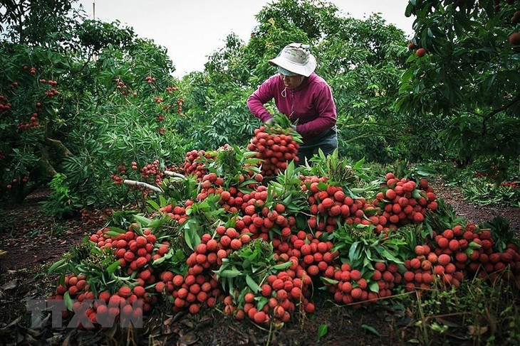 Lychee exports expanded - ảnh 1