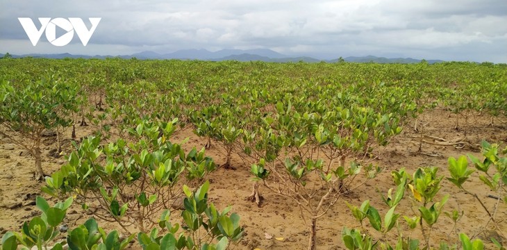 Residents replant Dong Rui mangrove forests - ảnh 1