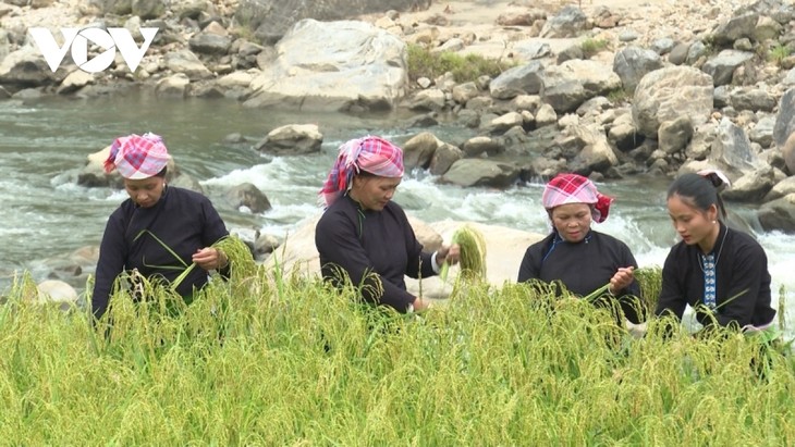 Khau Tan Don sticky rice, a specialty of Lao Cai province - ảnh 2